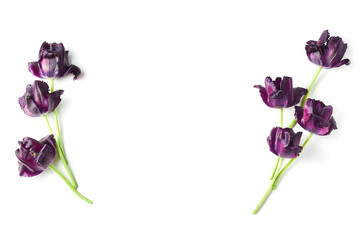 composition of dark purple tulips on a white background. space for text. simple flat layout, top view