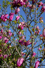 青空に映えるピンク色の大ぶりなマグノリアの花々
