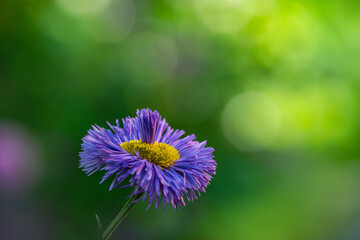 Close-up Of Purple Flower