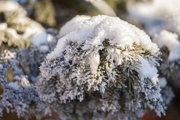 Close-up of pine tree covered with snow frost in winter