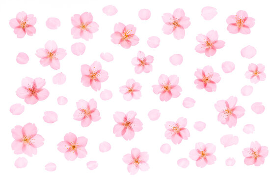 Cherry blossom background Spring flower image