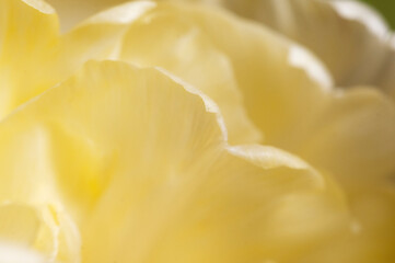 Tulip flower fragment macro
