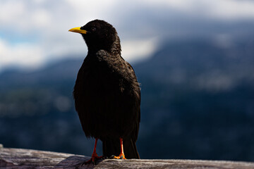 Alpendohle
