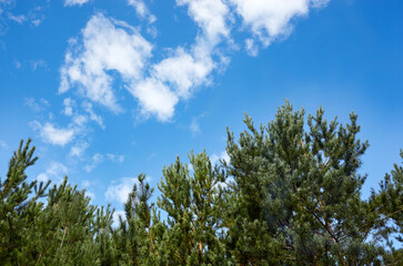 Obraz premium Pine trees against a blue sky with clouds on a sunny day
