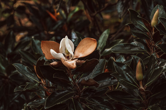 Magnolia Little Gem Flower comes from an Evergreen tree. End of Season, wilting and withering. Aging and growing old concept. 