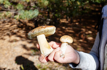 The female hand holds a mushrooms collected in the forest. Picking wild mushrooms in autumn forest