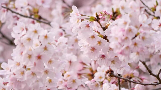 風に揺れる満開の桜　画面全体