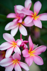 Pink frangipani plumeria flower_01