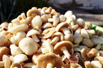 Clean, peeled Suillus mushrooms in bowl