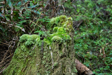 Fototapeta premium 紅葉