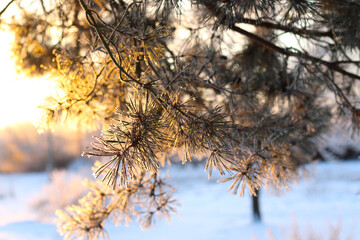 pine tree branch with long needles covered in snow