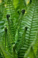 macrophotography of green fern leaves