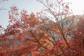 紅葉