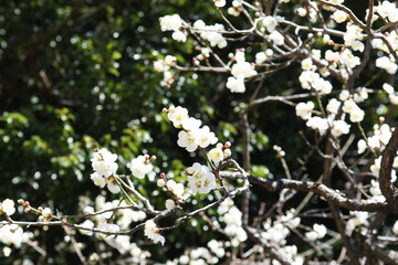 Obraz premium 白い花 白梅