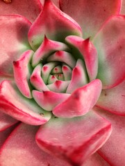 Pink echeveria close up