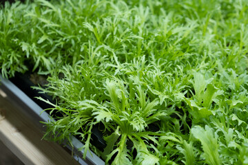 green leaves of edenvia lettuce grown on a microfarm using the agroponic method