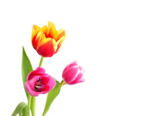 Tulips. Bouquet of red, yellow and pink flowers isolated on white. Holiday background with copy space.