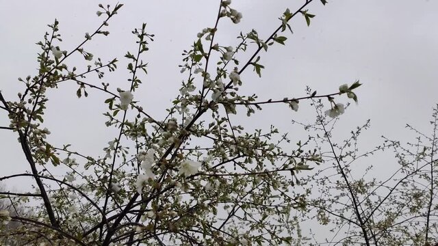 Snow on blooming trees in garden. Anomaly snowfall in May.