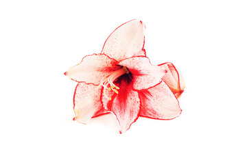 Pink Amaryllis flower isolated on white background
