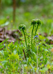 Fern leaf leaf background, young, green shoots of fern (Polypodiophyta), spring season. Close-up