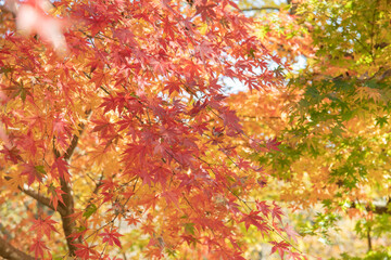 紅葉