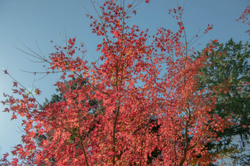 紅葉