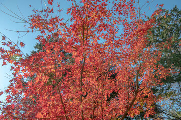 紅葉