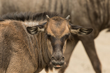 A closeup of a young Blue Wildebeest calf looking into the camera while its mother is passing in the background, Kruger National Park. 