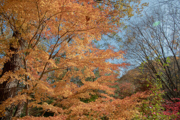 紅葉
