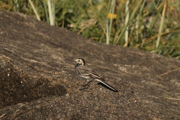Wagtail sits on a rock on the beach of Bornholm, wagtail sitting on a rock on the beach of Bornholm, wagtail on a rock against the background of yellowed grasses