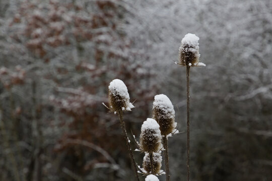 Wild teasel covered with snow in winter, also called Dipsacus fullonum or wilde karde