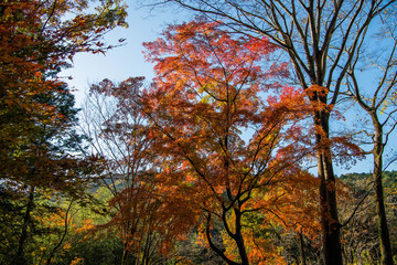 紅葉