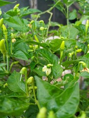 Chili plant with green leaves