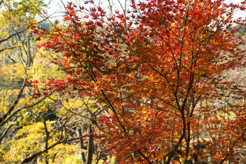 紅葉