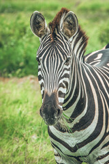 Fototapeta na wymiar Closeup of a Burchell's zebra's face looking into the camera with a piece of grass sticking out its muzzle, Kruger National Park. 