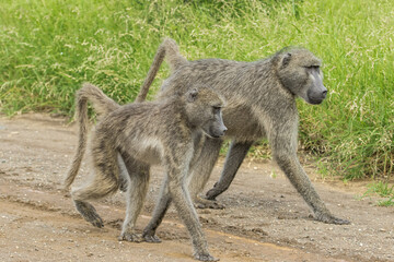 Two adult Chacma Baboons walking side by side on a dirt road in Kruger National Park.