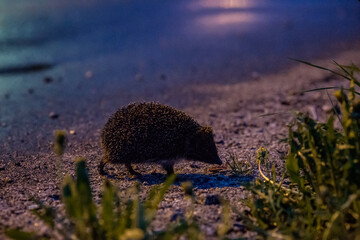 wild European hedgehog at sunset with backlighting from the setting sun