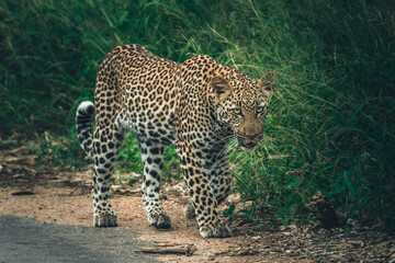 A sub-adult leopard sneaking down at the edge of the road in Kruger National Park.