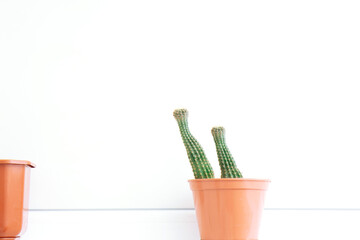 Cactus in a brown pot on a white background