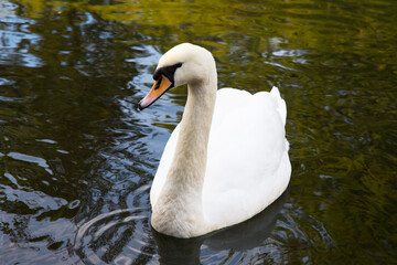 White Swan on blue lake, side view close-up