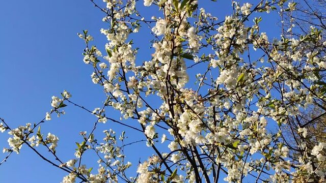 Blooming garden cherry trees in May. Tree branches with white flowers on blue sky background. 