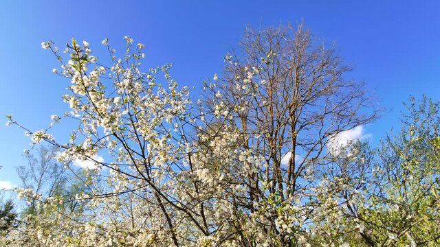 Blooming garden cherry trees in May. Tree branches with white flowers. 