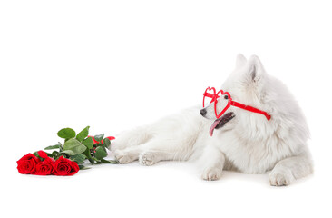 Cute Samoyed dog with flowers and party glasses on white background. Valentine's Day celebration