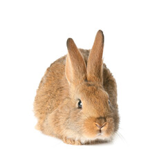 Cute fluffy rabbit on white background