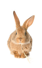 Cute fluffy rabbit on white background