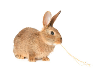Obraz premium Cute fluffy rabbit on white background