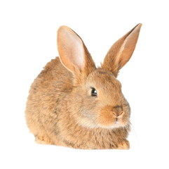 Cute fluffy rabbit on white background