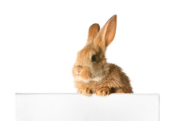 Cute fluffy rabbit with blank banner on white background