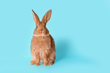 Cute fluffy rabbit on color background