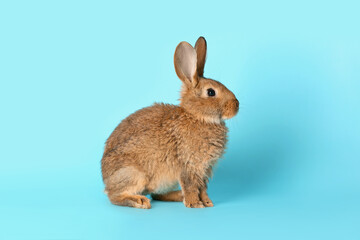 Cute fluffy rabbit on color background